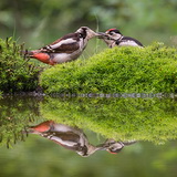 Woodpeckers